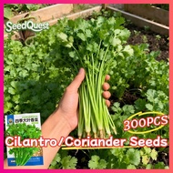 100% Legit 300pcs High Yield Heat Tolerant Coriander Seeds F1 Organic Cilantro Leaves Fresh Veggie S