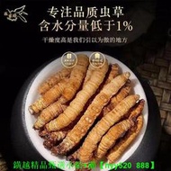 【現貨可開發票】正宗野生冬蟲夏草正品冬蟲夏草蟲草花大斷草西藏冬蟲夏草滋補泡酒