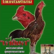 ( Telur ) Anakan Ayam Super Trah import PAMA Ninja BL Ori Pukul Syaraf lawan