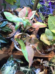 粉紅水花合果芋 Syngonium Pink Splash