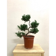 GPS Green Plant Society Japanese Juniper Pine Bonsai 日式松柏盆栽  (P250)