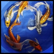 Promo Bibit Ikan Koi Slayer Metalic Size 30Cm Harga Promo