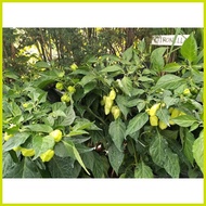 ♕ ➮ ◇ 🅷 Habanero Plant Habanero Chili