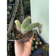 Fox Tail Cactus