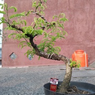 bonsai asem jawa meliuk