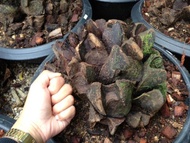 หน่อว่านกีบแรด เฟิร์นกีบแรด Giant fern Angiopteris evecta (G. Forst.) ขนาด 5 กิโลกรัมขึ้นไป หายากมาก