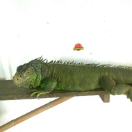 green iguana betina super jumbo