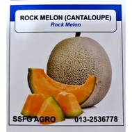 BENIH ROCK MELON @ CANTALOUPE (12 BIJI)