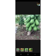 Taiwanese high yield dwarf papaya seeds 15 seeds