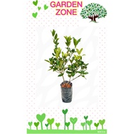 Anak Pokok Limau Kasturi Calamansi Plant Citrus microcarpa/ Pokok Limau Kasturi Hybrid