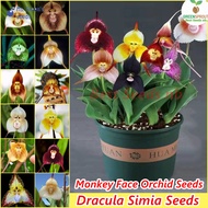 [100% Original Seed] Mixed Dracula Simia Seeds Monkey Face Orchid Flower Seeds (20 Seeds/bag) Ornamental Bonsai Seeds for Planting Exotic Flowers Indoor Plants Real Plants Potted Live Plants for Sale Air Plant Home Gardening Seeds Malaysia Easy To Grow