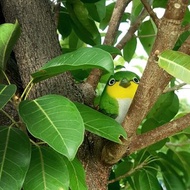 療癒圓滾滾系列-綠繡眼(Japanese white-eye)