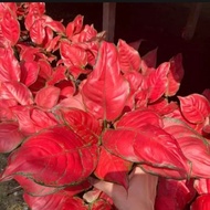 tanaman hias aglonema red anjamani - tanaman aglonema