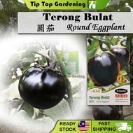 K68 TERONG BULAT ROUND EGGPLANT JC GARDEN VEGETABLESEED SEED BIJI BENIH