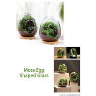 Designer Lifestyle Succulent Plant Moss Glass & Dandelion Plant Glass  (P07)
