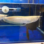 arwana silver albino 27-30cm mata merah