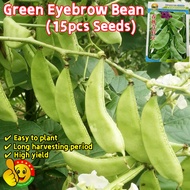 Original Green Eyebrow Bean Seeds for Sale (Fresh 15pcs Seeds) Benih Lentil Hijau High Yield Green H