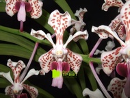 anggrek spesies Vanda tricolor