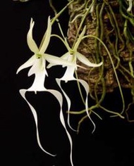 Polyrrhiza lindenii 幽靈蘭(瓶苗), 買瓶苗一律裸根寄出22-25株優質苗株 !