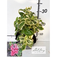 🌱 Ixora chinensis variegated 🌱锦叶仙丹花🌱outdoor plant 🌱🌱Indoor plant 🌱READY STOCK🚚🚚