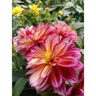 🔥🔥Dahlia Kampung No.03🔥🔥