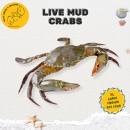 Live Mud Crabs 螃蟹 (XL / Large / Medium / Roe Crab)