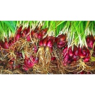 Pokok bawang dayak @ bawang bukit