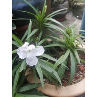 Ruellia renek warna putih / Dwarft Ruellia white/ 白色矮芦莉