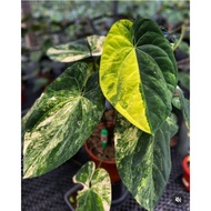 Anthurium King Variegated - Tanaman Hias Anthurium Murah - Tanaman