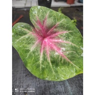 clear stock keladi apple hijau