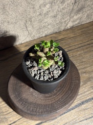 快閃價⚡️🌿【肉町】羊角沙漠玫瑰 DHA｜Adenium obesum ’Dorset Horn‘ 多肉植物 塊根植物 小盆栽 仙人掌 生日禮物🌿