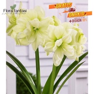 Tanaman hias hidup amarillys hippeastrum marylin - tanaman hias hidup