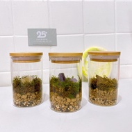 水晶苔蘚生態瓶 生態瓶 微景觀 水晶盆景 辦公室小物 植栽 綠植