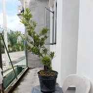 Bonsai Gold Diamond Podocarpus