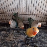 burung lovebird/lakbet/LB warna cantik mandiri green/blue/biola/pb
