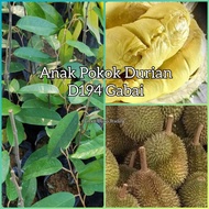 ANAK POKOK DURIAN D194 GABAI