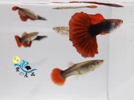 純品系 巴西紅扇孔雀魚 (一對) 純品系孔雀魚專區 活體宅配 戶外飼養
