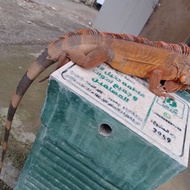 Iguana Red jumbo Jantan super cakep