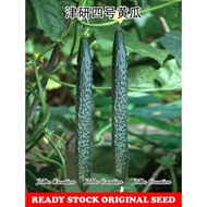 G5067 Bernih Timun cucumber 5 seeds黄瓜种子 5粒