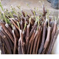 HARGA PROMO Cutting Grafting Anggur Import Ninel Trans GosV Sansekerta MF dll. TERMURAH