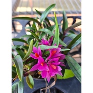 Dendrobium Hibiki - Without flower