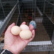 Telur Ayam Kampung Yudistira (AKY) Parent Stock (PS) - Bibit Indukan
