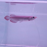 IKAN ARWANA SUPER RED 13CM