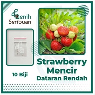 STRAWBERRY MENCIR DATARAN RENDAH BIBIT BUAH STROBERI JUMBO MANIS SUPER