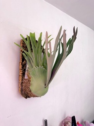 Akki 鹿角蕨 側芽