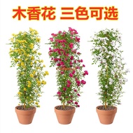 Yellow Costustoot Seedlings Climbing Vine Wall Plant Garden Cold-Resistant Limbing Rose Potted Flowers Fragrant Four Sea