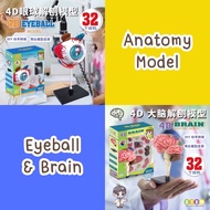 Anatomy Model Eyeball & Brain organ Eye Learning Media Body