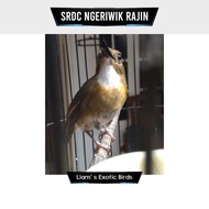 Burung SRDC Bali Jantan Bunyi