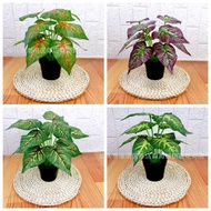 Mini Artificial Flower Pot / Pokok Hiasan / Bunga Hiasan / Pokok Keladi