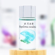 透明生物標本 - 赤月水母 Rhopilema esculentum (小)